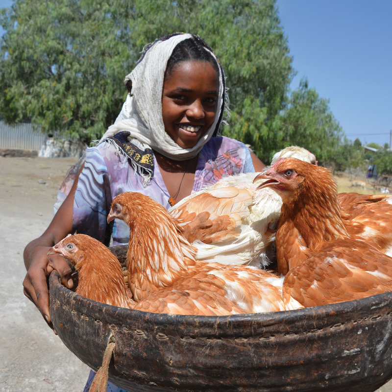 Give a Chicken